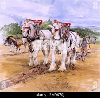 Une équipe de chevaux blancs Shire participant à un match de labour. Peinture par Malcolm Greensmith Banque D'Images