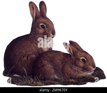 Deux jeunes lapins. Peinture par Malcolm Greensmith Banque D'Images
