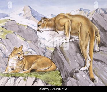 Deux Jaguars (Panthera onca). La gamme actuelle de la jaguar s'étend du Mexique à travers une grande partie de l'Amérique centrale et au sud jusqu'au Paraguay et au nord de l'Argentine. Outre les visites occasionnelles de jaguars errants du Mexique, le chat a largement disparu des États-Unis depuis le début de 1970s. Banque D'Images