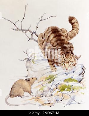 Un chat tabby sur la tige de la prowle fait que le rat est brun. Peinture aquarelle par Malcolm Greensmith Banque D'Images