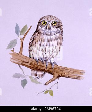 Un petit hibou (Athene noctua) perché sur une branche. Peinture par Malcolm Greensmith Banque D'Images