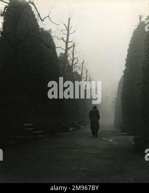 Un personnage chaché qui s'éloigne dans la brume dans un parc public ou un jardin, le long d'un chemin bordé de haies élevées. Photographie de Norman Synge Waller Budd Banque D'Images