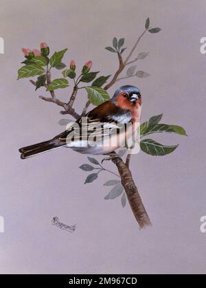 Un chaffinch mâle (Fringilla coelebs), perché sur un arbuste dans un bourgeon. Peinture par Malcolm Greensmith Banque D'Images