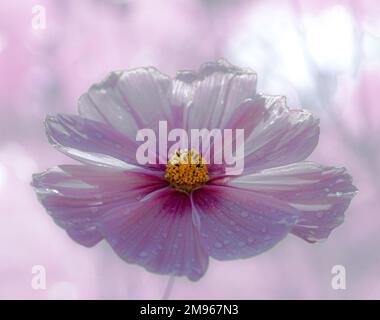 Fleur cosmos rose avec arrière-plan rose flou Banque D'Images