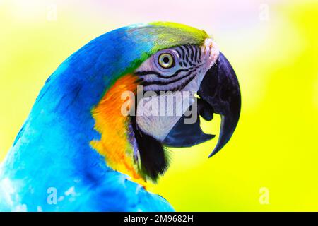 Perroquet bleu et jaune macaw oiseau tropical sur la nature, terres humides du Pantanal, Brésil Banque D'Images