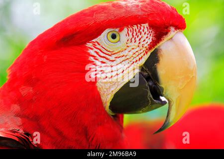 Red Parrot Macaw oiseau tropical sur la nature, terres humides du Pantanal, Brésil Banque D'Images