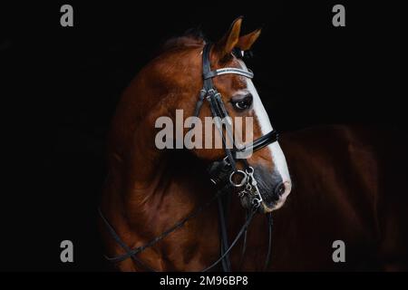 Portrait de face d'un cheval de stalinon de baie en regardant dans le dos isolé sur fond noir Banque D'Images
