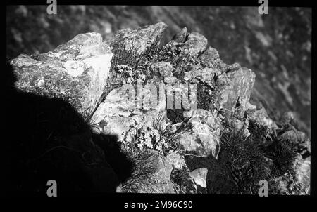 Draba Aizoides (herbe blanche jaune) pousse sur des rochers dans les Alpes de Gummen, en Suisse. C'est une plante crucifère des Brassicaceae (famille des choux), avec de nombreuses espèces. Il a des fleurs jaune vif. Banque D'Images