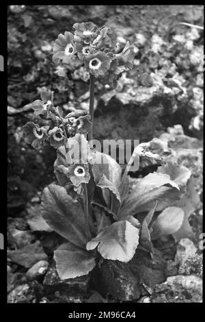 Primula auricula (Ear de l'ours Primrose), une plante à fleurs de la ...