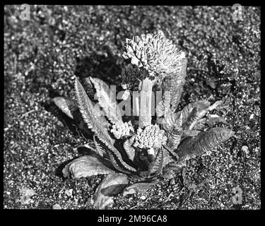 Primula denticulata (Drumstick ou Primrose himalayan), une plante à fleurs de la famille des Primulacées, originaire des régions alpines ainsi que de l'Afghanistan et de la Chine, mais souvent cultivée dans des jardins ailleurs. Il a des fleurs mauves. Le nom latin primula fait référence aux fleurs qui sont parmi les premières à s'ouvrir au printemps. Banque D'Images