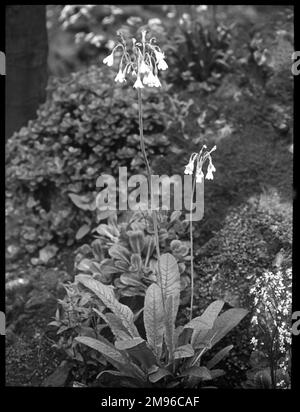 Primula Sikkimensis (Cowslip de l'Himalaya), une plante à fleurs de la ...
