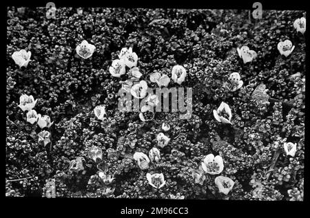 Saxifraga oppositifolia splendens, une plante de la famille des Saxifragaceae (communément appelé saxifrages ou briseurs de pierre en raison de leur capacité à se développer dans les fissures entre les roches). Vu ici en gros plan, d'en haut. Il a des fleurs violet-rouge. Banque D'Images