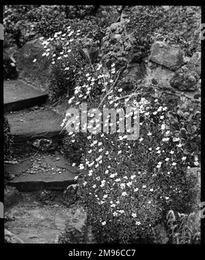 Saxifraga palmata, une plante de la famille des Saxifragaceae (communément appelée saxifrages ou briseurs de pierre en raison de leur capacité à se développer dans les fissures entre les roches). Vu ici croissant dans un cadre rocheux, au côté de quelques marches. Banque D'Images