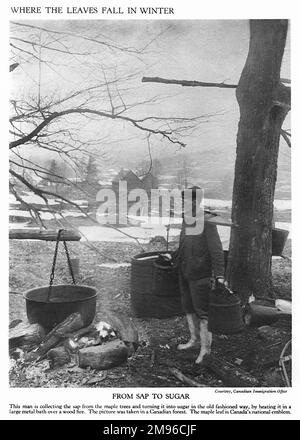 Un homme qui recueille la sève des érables dans une forêt canadienne; la sève est transformée en sucre de façon traditionnelle en la chauffant dans un grand bain de métal au-dessus d'un feu de bois. Banque D'Images