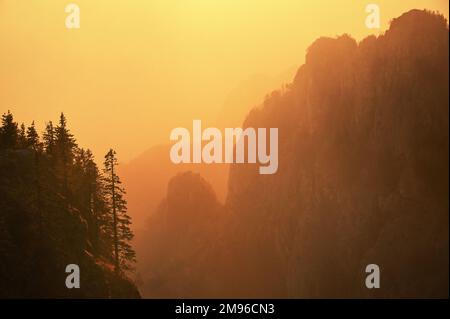 Pins dans les montagnes de Fagaras, Roumanie au coucher du soleil Banque D'Images