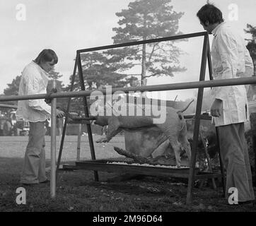 Deux hommes rôtisent un cochon sur une broche en plein air. Banque D'Images