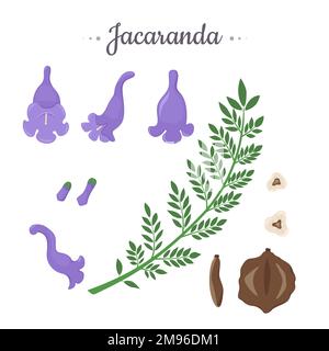 Jacaranda Mimosifolia. Fleurs, bourgeons, graines et branche avec les feuilles ensemble. Illustration de Vecteur