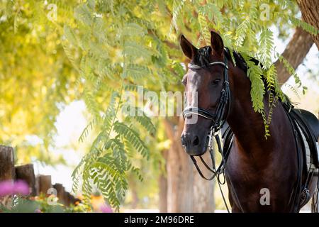 Portrait de face d'un cheval espagnol de race de dressage regardant à travers les branches d'un arbre Banque D'Images