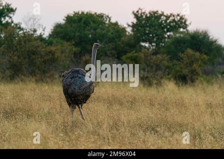 Femelle Ostrich (Struthio camelus), Savuti, parc national de Chobe, Botswana. Banque D'Images