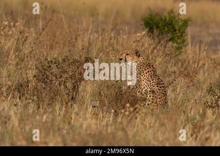 Cheetah (Acinonyx jubatus), Savuti, parc national de Chobe, Botswana. Banque D'Images