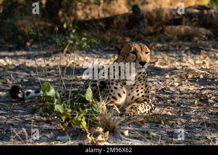 Cheetah (Acinonyx jubatus), Savuti, parc national de Chobe, Botswana. Banque D'Images