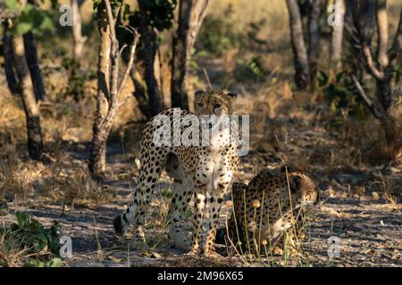 Deux cheetahs (Acinonyx jubatus) au repos, Savuti, parc national de Chobe, Botswana. Banque D'Images