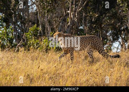 Cheetah (Acinonyx jubatus) marche à pied, Savuti, parc national de Chobe, Botswana. Banque D'Images