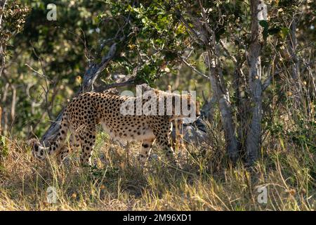 Cheetah (Acinonyx jubatus) marche à pied, Savuti, parc national de Chobe, Botswana. Banque D'Images