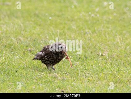 Petit hibou qui attrape le ver Banque D'Images