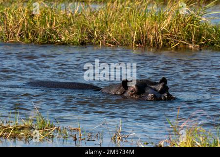 Hippopotame (Hippopotamus amphibius), concession Khwai, Okavango Delta, Botswana. Banque D'Images