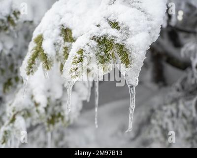 Neige couverte branche de sapin vert avec des glaçons dans les montagnes en hiver en gros plan Banque D'Images