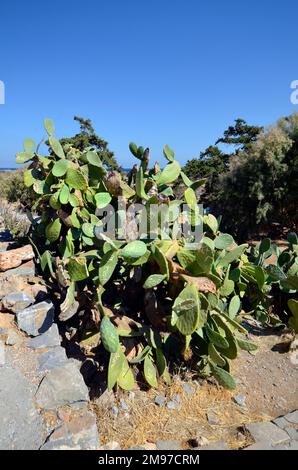 Grèce, Crète, cactus avec gravures sur les feuilles dans l'ancienne forteresse vénitienne Spinalonga, autrefois utilisée comme station de lépreuses, aujourd'hui desti touristique populaire Banque D'Images