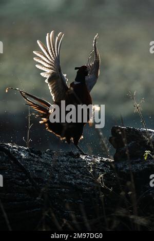 Voler en danger. Royaume-Uni : CES MAGNIFIQUES images enneigées capturées le 16th janvier 2023 montrent à quel point la faune anglaise peut être magnifique. Une image montre un Sika Banque D'Images