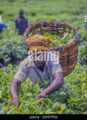 Ouganda; personnes récoltant du thé dans une plantation de thé. Banque D'Images