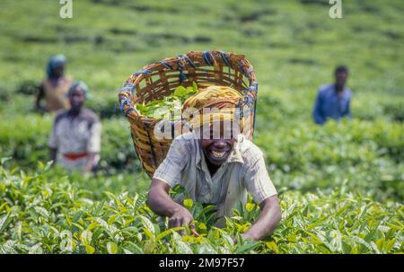 Ouganda; personnes récoltant du thé dans une plantation de thé. Banque D'Images