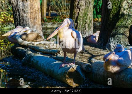 Un gros plan d'un troupeau de grands pélicans blancs perchés sur des rondins en bois dans une forêt par une journée ensoleillée Banque D'Images