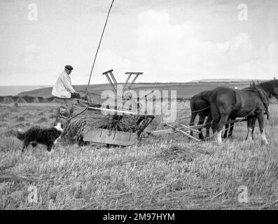 Homme avec une machine de récolte tirée par des chevaux dans un champ. Banque D'Images