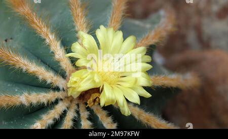 Gros plan d'une fleur de cactus jaune en fleurs, avec de nombreux pétales jaunes minces, et couleur jaune au centre de la fleur. Banque D'Images