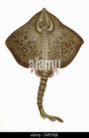 Raia clavata, également connue sous le nom de Thornback Ray et Thornback Skate. Banque D'Images