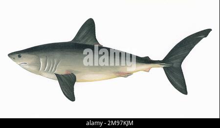 Lamna nasus, ou Porbeagle, une espèce de requin-maquereau. Banque D'Images