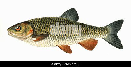 Squalius cephalus, ou Chub européen, également connu sous le nom de Chevin, Chub rond, Chub gras et Pollard. Banque D'Images