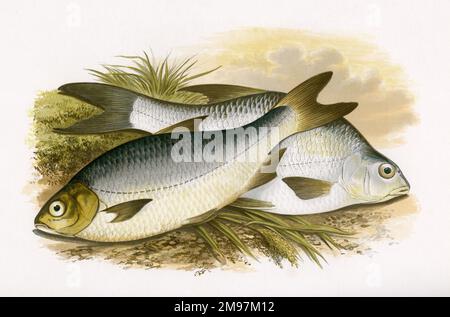 Bien que nommés séparément ici comme Pomeranian et Bream blanc, ces deux sont le Bream argent ( Blicca bjoerkna, également connu sous le nom de Bream blanc et BreamFlat). Banque D'Images