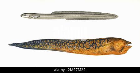 Ophidium Eel ou Ophidium sans barbe (Ophidion imberbe, maintenant classé comme Polis gunnellus, c'est-à-dire Rock Gunnel ou Butterfish), et Muraena (Muraena helena), également connu sous le nom de Moray méditerranéen, Moray Eel et Roman Eel, une grande anguille de la famille des Muraenidae. Banque D'Images