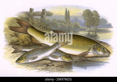 Gudgeon (Gobio gobio) et Barbel (Barbus barbus). Banque D'Images