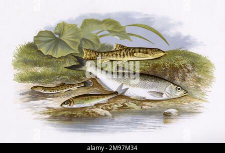 Loach à épine (Cobitis taenia), Minnow (Phoxinus phoxinus), Loach (Barbatula barbatula) et Common Lolne (Alburus alburus). Banque D'Images