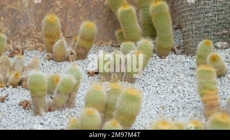 Un groupe de petits cactus qui poussent au sol avec de petites pierres de galets. Banque D'Images