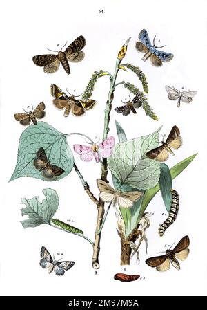 Illustration, Noctuae -- Gonophora Derasa, Dasypolia Templi, Pachnobia carnée, Episema Trimacula, Clidia Chamaesyces, Tapinostola Bondii, Stilbia anomala, Brithys Pancratii, Eogena Contaminei, Raphia Hybris, Acosmetia Caleginosa, Arsilonche Albovenosa. Les plantes sont le peuplier noir (Populus Nigra) et le Pancratium maritimum. Banque D'Images