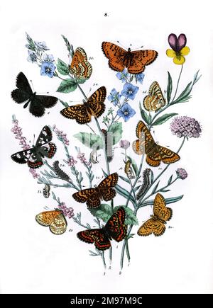 Illustration, Nymphalidae -- Melitaea Maturna, Melitaea Cynthia, Melitaea Auminia, Melitaea Didyma, Melitaea Cinxia, Melitaea Dictynna, Melitaea Athalia, Argynnis Aphirape. Les plantes sont Heath (Calluna vulgaris), Germander Speedwell (Veronica Chamaedrys), Wild Heartsease (Viola Tricolor) et Scabious (Scabiosa Succisa). Banque D'Images