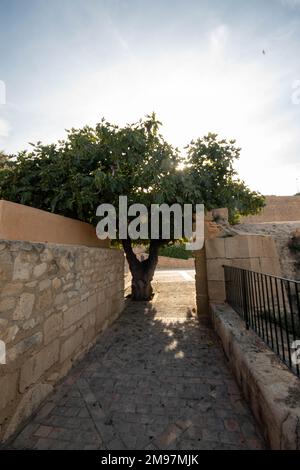 Arbre au milieu d'un couloir dans le château de Santa Barbara à Alicante. Banque D'Images