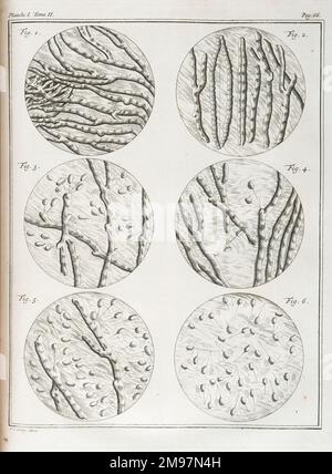 Mouvement du sperme et du liquide séminal. Gravure de J. vander Schley, de Pierre de Hondt, Histoire naturelle générale et particulière avec la description du Cabinet du Roy. Tôle 1, Volume 2. Banque D'Images